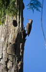 Northern Flicker